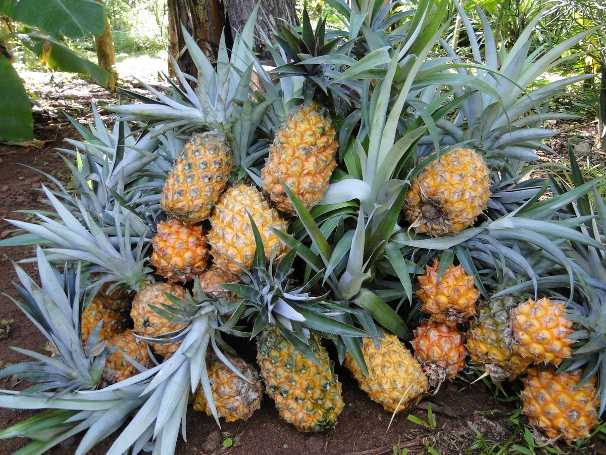 Yasi Yatere Reserva Agroecologica El Soberbio Eksteriør bilde